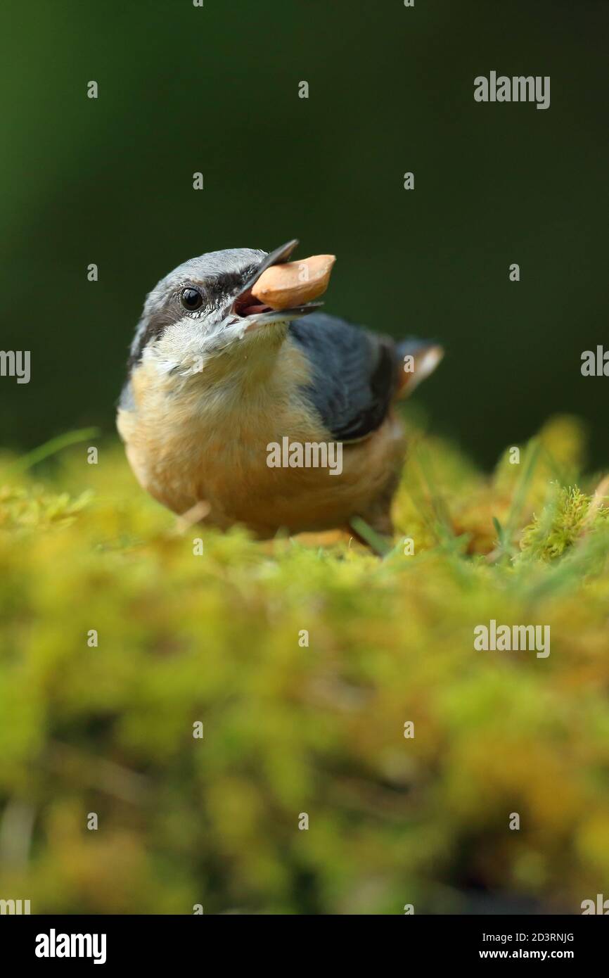Portrait d'un Nuthatch eurasien ( Sitta Europaea ) à la recherche de noix dans les bois gallois. Prise près de Llanidloes, pays de Galles, en août 2020. Banque D'Images