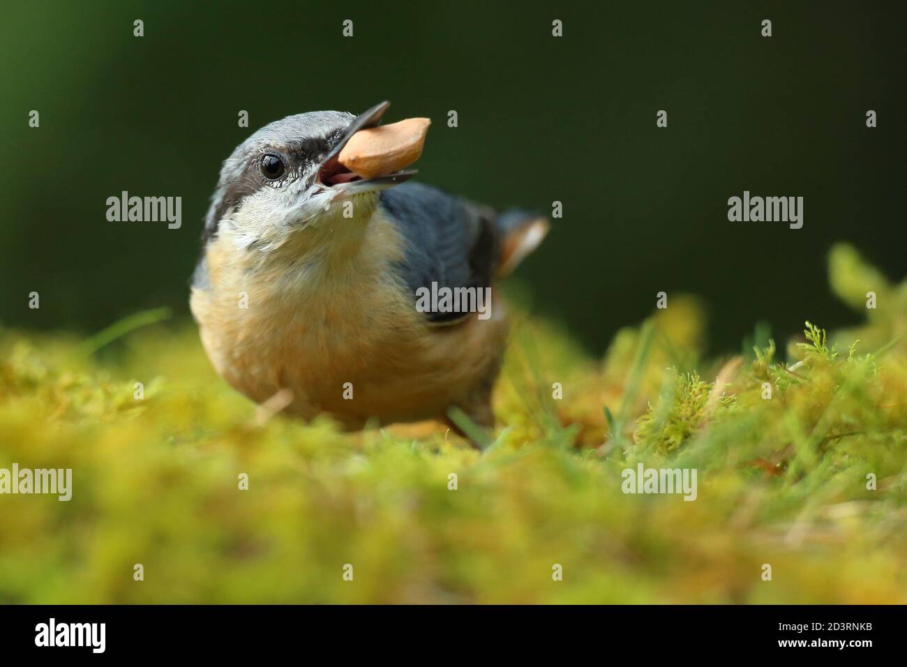 Portrait d'un Nuthatch eurasien ( Sitta Europaea ) à la recherche de noix dans les bois gallois. Prise près de Llanidloes, pays de Galles, en août 2020. Banque D'Images