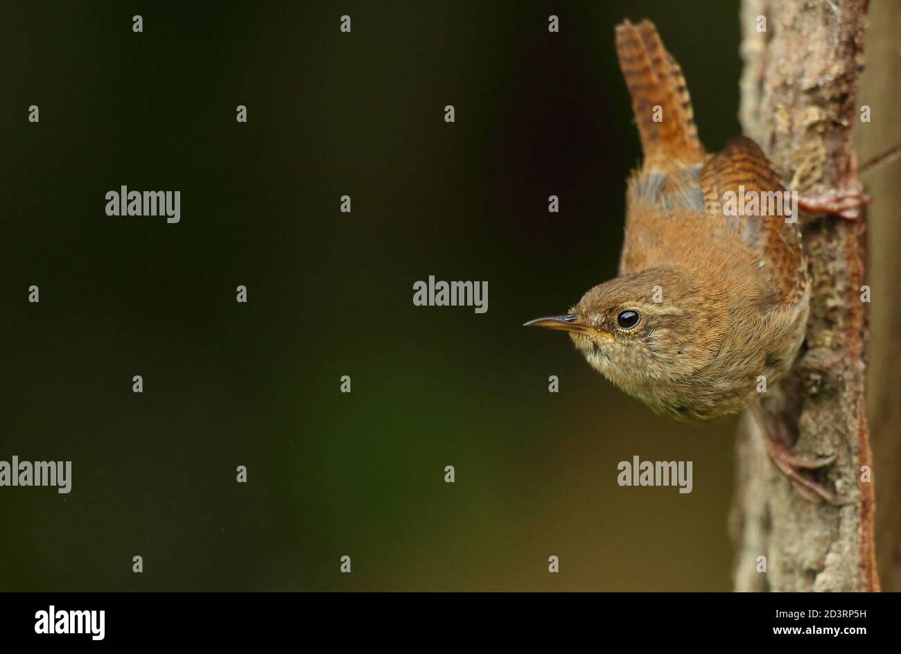Trêndra d'hiver ( Troglodytes troglodytes ) Alimentation dans les bois du pays de Galles 2020 Banque D'Images
