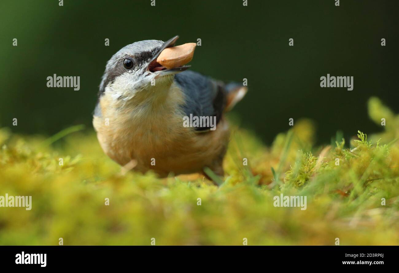 Portrait d'un Nuthatch eurasien ( Sitta Europaea ) à la recherche de noix dans les bois gallois. Prise près de Llanidloes, pays de Galles, en août 2020. Banque D'Images