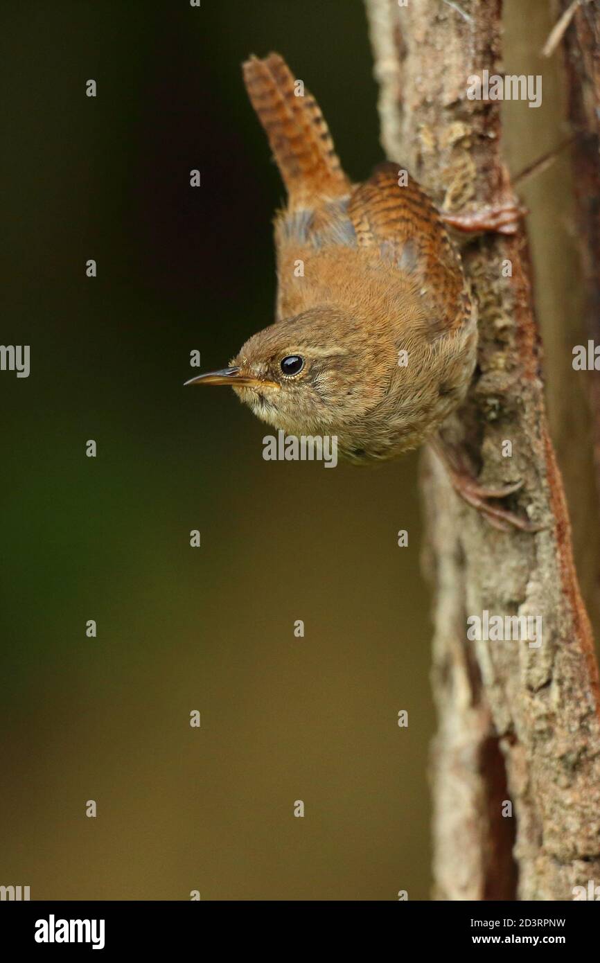 Trêndra d'hiver ( Troglodytes troglodytes ) Alimentation dans les bois du pays de Galles 2020 Banque D'Images