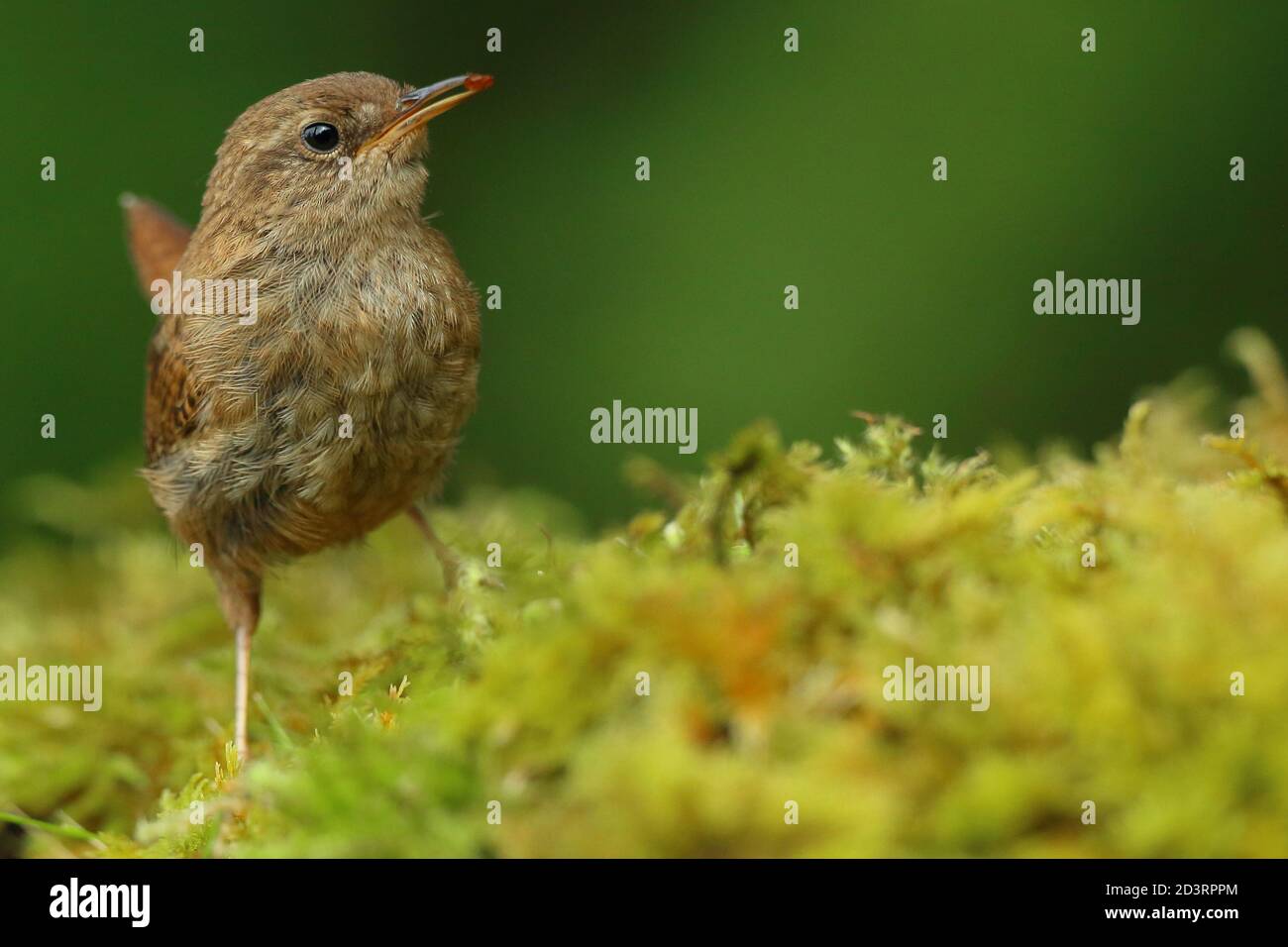Trêndra d'hiver ( Troglodytes troglodytes ) Alimentation dans les bois du pays de Galles 2020 Banque D'Images