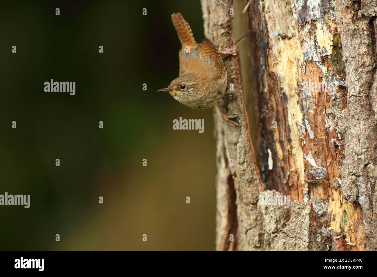 Trêndra d'hiver ( Troglodytes troglodytes ) Alimentation dans les bois du pays de Galles 2020 Banque D'Images
