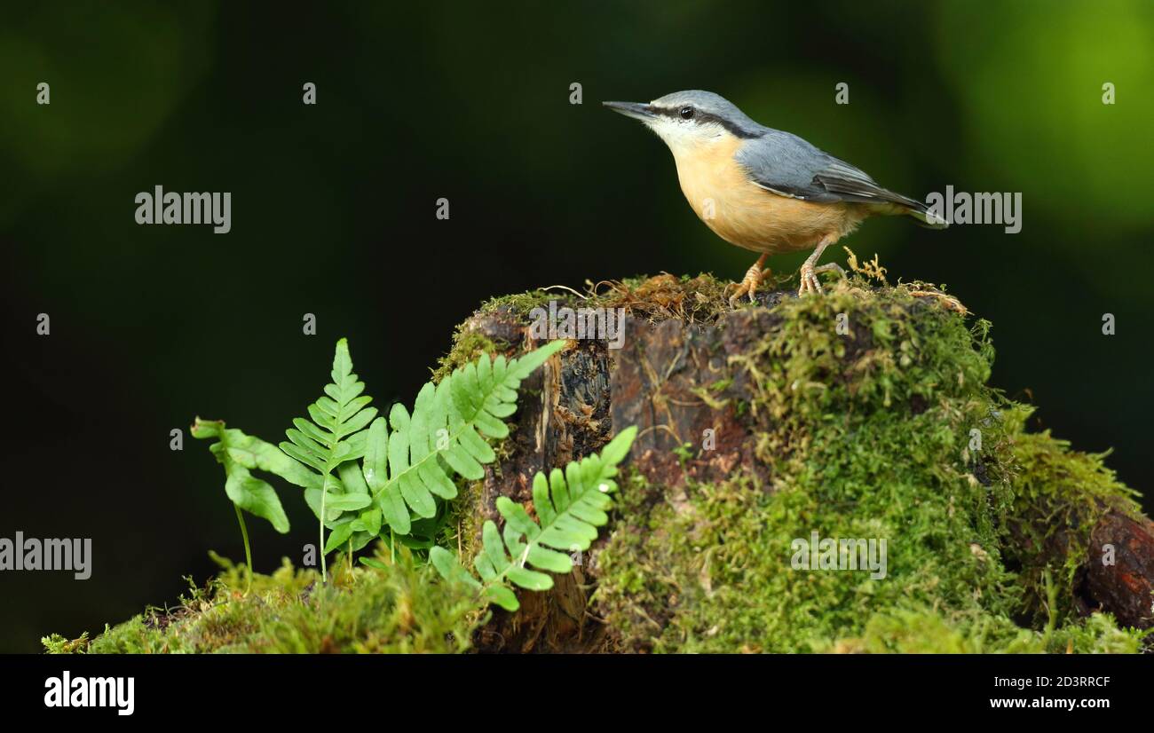 Portrait d'un Nuthatch eurasien ( Sitta Europaea ) à la recherche de noix dans les bois gallois. Prise près de Llanidloes, pays de Galles, en août 2020. Banque D'Images