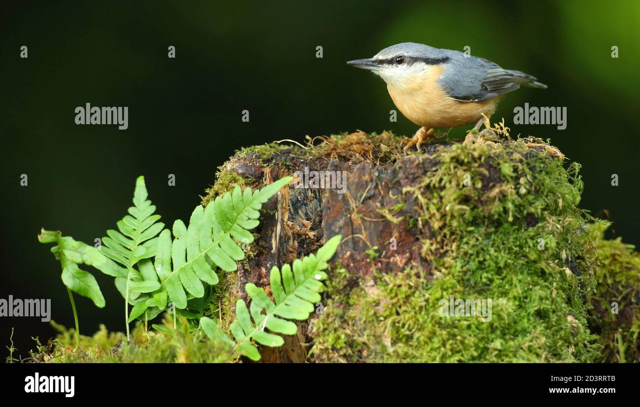 Portrait d'un Nuthatch eurasien ( Sitta Europaea ) à la recherche de noix dans les bois gallois. Prise près de Llanidloes, pays de Galles, en août 2020. Banque D'Images