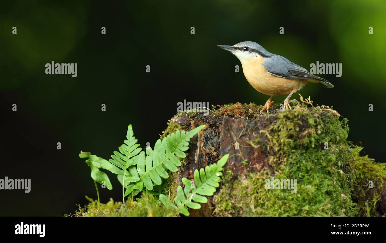 Portrait d'un Nuthatch eurasien ( Sitta Europaea ) à la recherche de noix dans les bois gallois. Prise près de Llanidloes, pays de Galles, en août 2020. Banque D'Images