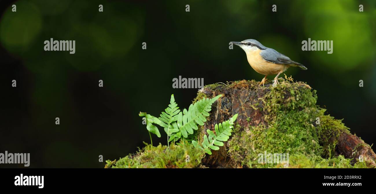 Portrait d'un Nuthatch eurasien ( Sitta Europaea ) à la recherche de noix dans les bois gallois. Prise près de Llanidloes, pays de Galles, en août 2020. Banque D'Images