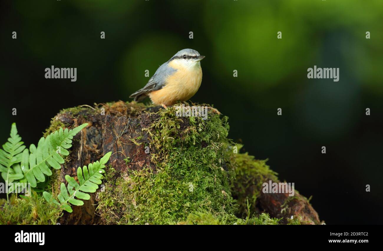 Portrait d'un Nuthatch eurasien ( Sitta Europaea ) à la recherche de noix dans les bois gallois. Prise près de Llanidloes, pays de Galles, en août 2020. Banque D'Images