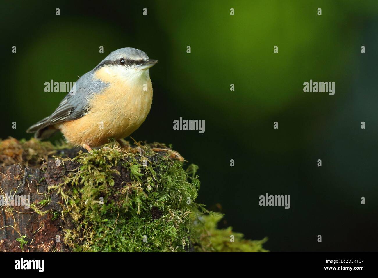 Portrait d'un Nuthatch eurasien ( Sitta Europaea ) à la recherche de noix dans les bois gallois. Prise près de Llanidloes, pays de Galles, en août 2020. Banque D'Images