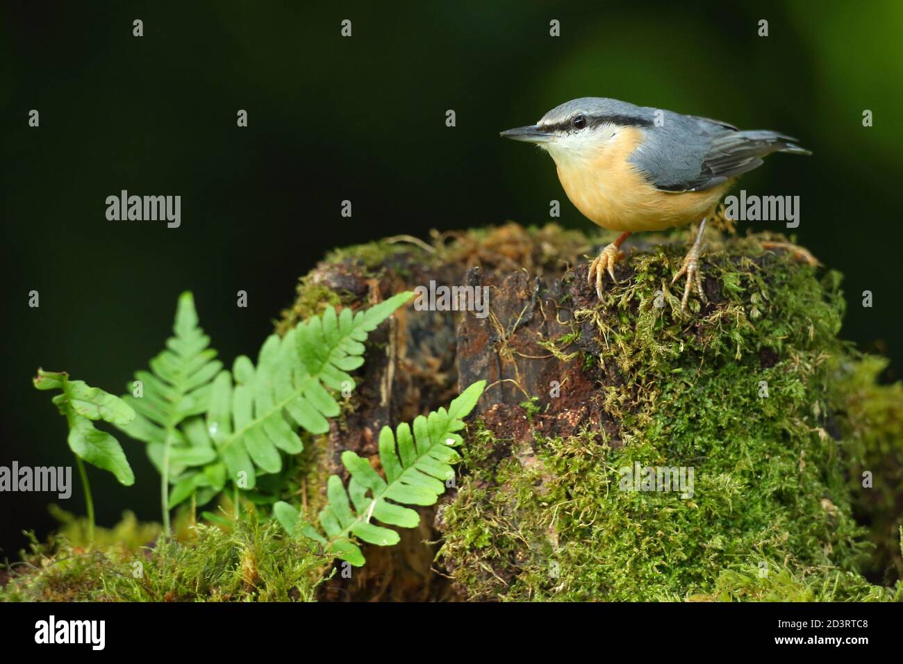 Portrait d'un Nuthatch eurasien ( Sitta Europaea ) à la recherche de noix dans les bois gallois. Prise près de Llanidloes, pays de Galles, en août 2020. Banque D'Images