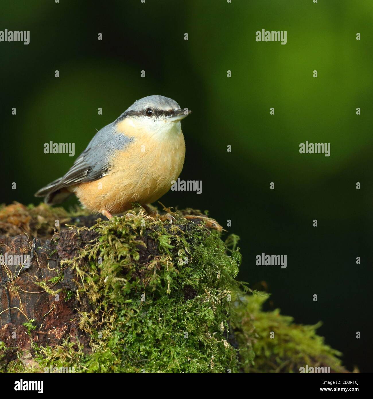 Portrait d'un Nuthatch eurasien ( Sitta Europaea ) à la recherche de noix dans les bois gallois. Prise près de Llanidloes, pays de Galles, en août 2020. Banque D'Images