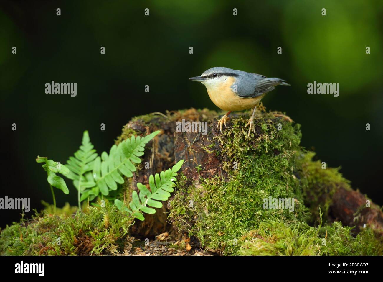 Portrait d'un Nuthatch eurasien ( Sitta Europaea ) à la recherche de noix dans les bois gallois. Prise près de Llanidloes, pays de Galles, en août 2020. Banque D'Images