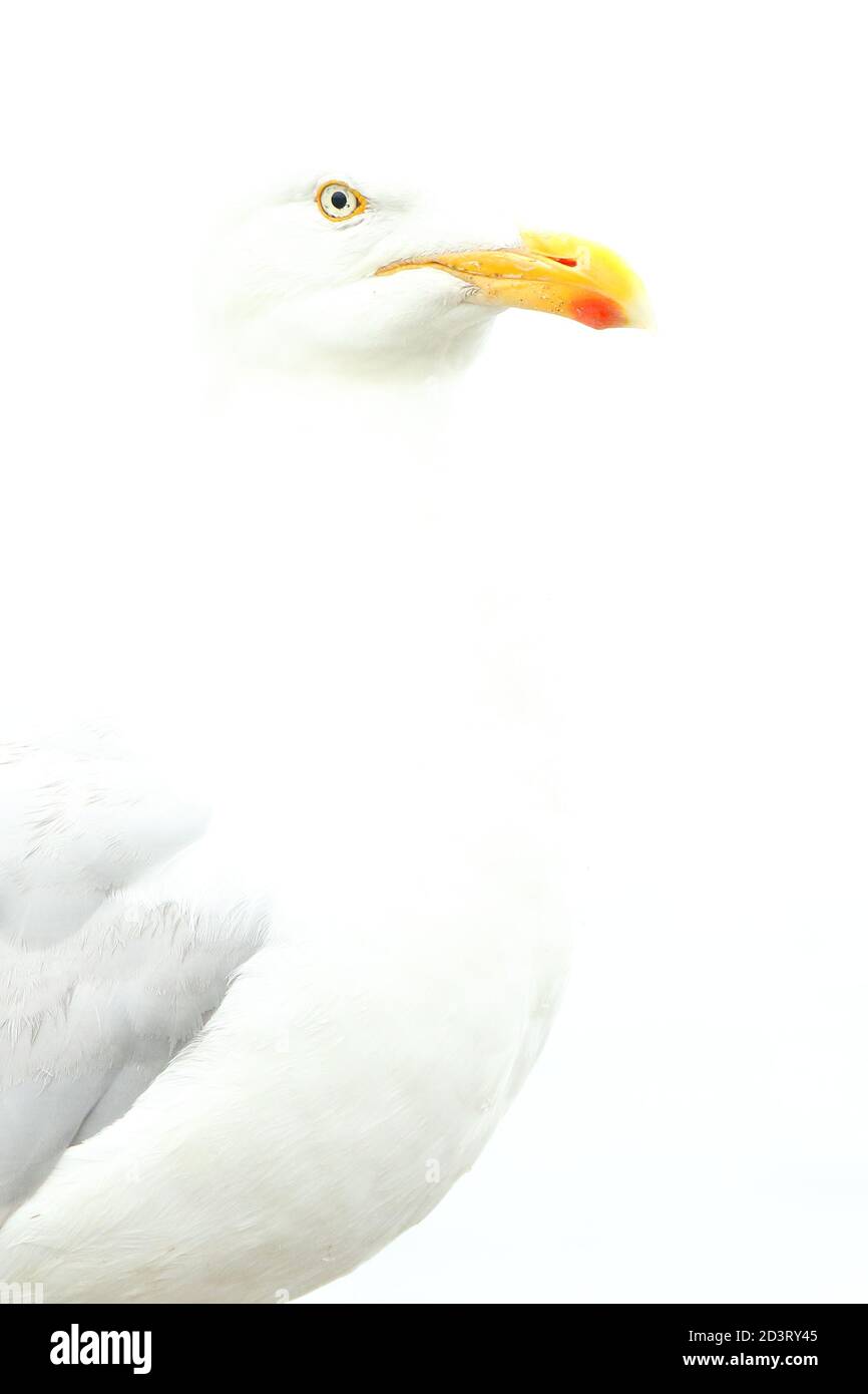 Image « High Key » surexposée de l'European Herring Gull ( Larus argentatus ) sur fond blanc, prise à New Quay Wales 2020. Banque D'Images