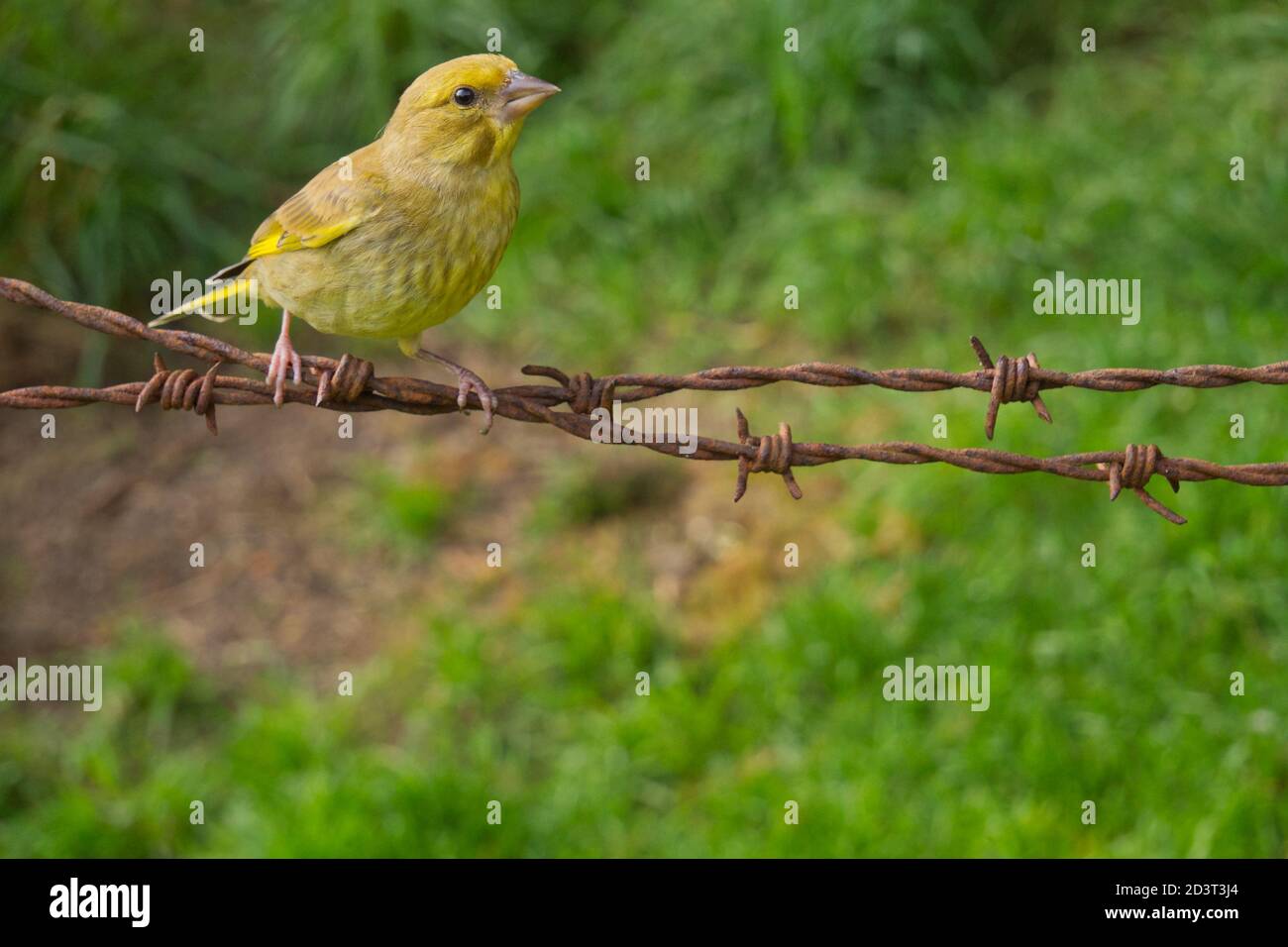 Le jeune groenfinch européen ( Chloris Chloris ) capturé à distance avec un grand angle au pays de Galles, été 2020. Banque D'Images