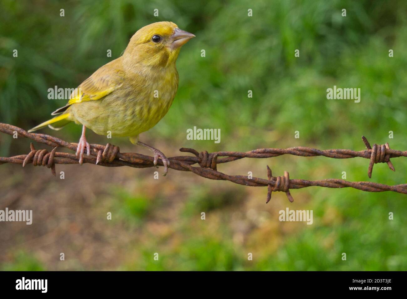 Le jeune groenfinch européen ( Chloris Chloris ) capturé à distance avec un grand angle au pays de Galles, été 2020. Banque D'Images