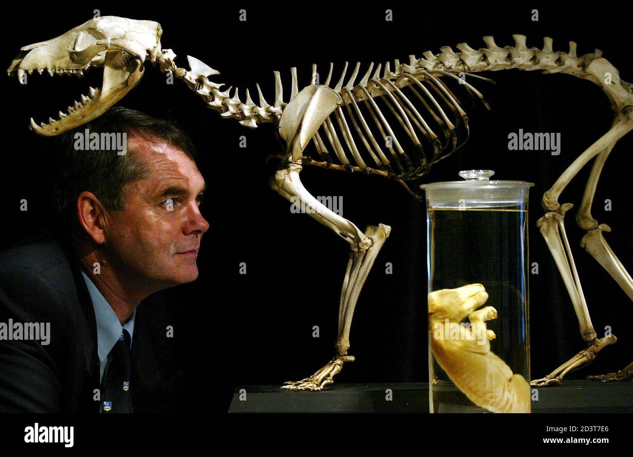Australian Museum Director Professor Michael Archer looks at an 1866 Tasmanian Tiger embryo and skeleton in Sydney May 28, 2002 that scientists have used to successfully replicate some of the animals genes Australian Museum Director Professor Michael Archer looks at an 1866 Tasmanian Tiger embryo and skeleton in Sydney May 28, 2002 that scientists have used to successfully replicate some of the animals genes