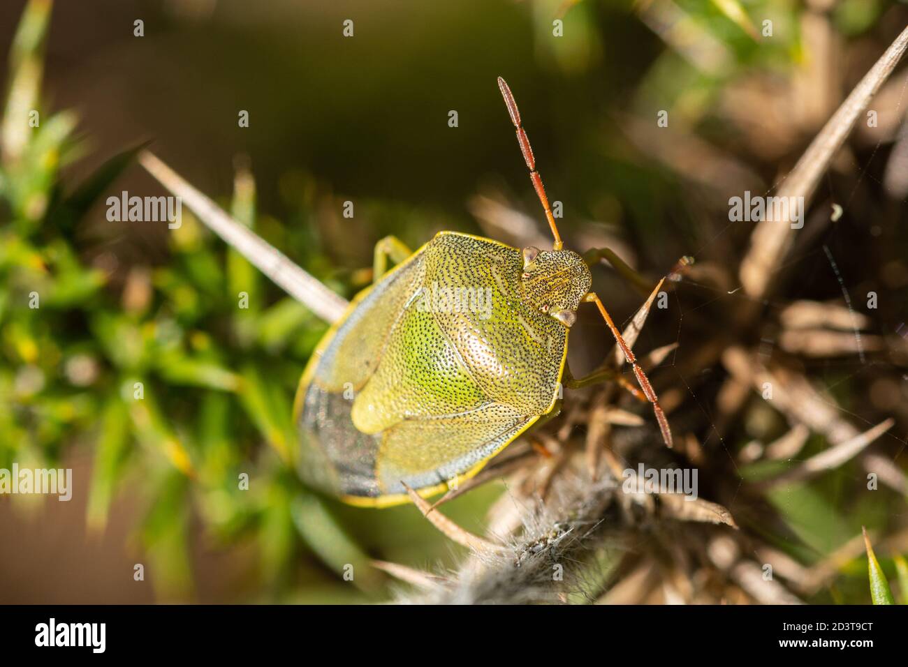 Piezodorus lituratus, l'ajonc Shieldbug (bouclier bug), un insecte dans la famille Pentomidae, sur l'ajonc dans l'habitat des landes, UK Banque D'Images
