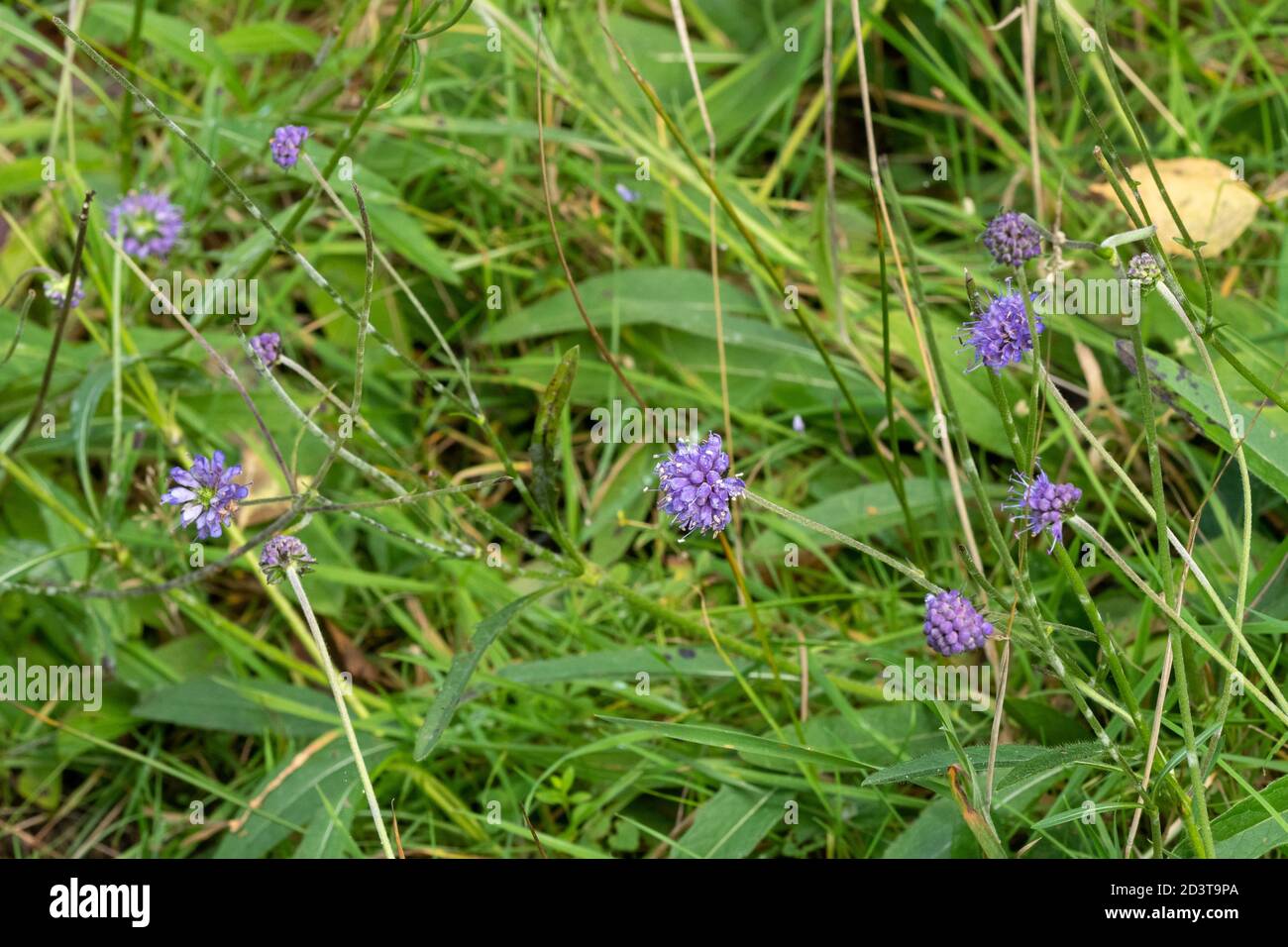 Les fleurs sauvages du diable (Succisa pratensis) fleurissent dans les prairies, au Royaume-Uni Banque D'Images