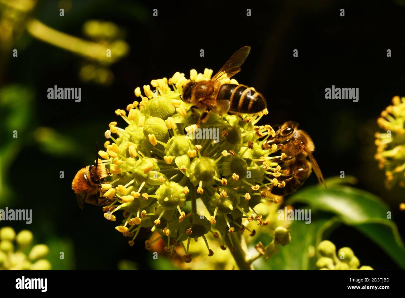 Abeilles (APIs mellifera), se nourrissant du nectar de la fleur d'Ivy dans un jardin du Somerset Banque D'Images