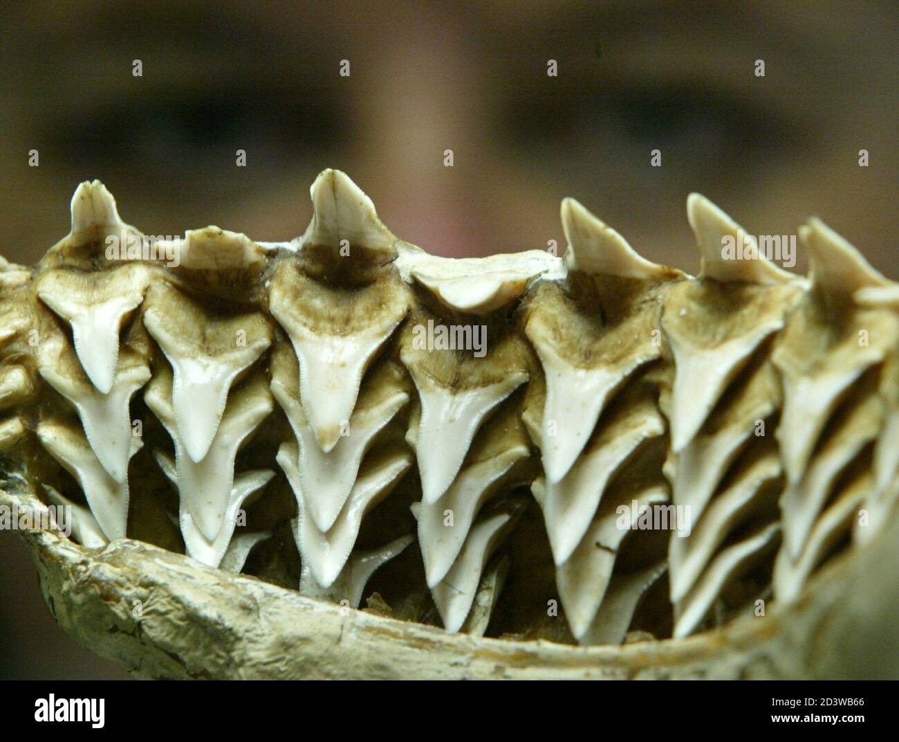 Bull Shark Teeth Rows