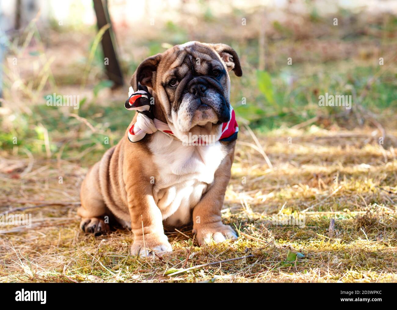 Puppy of Red English Bulldog dans le harnais rouge une promenade assise sur l'herbe sèche Banque D'Images