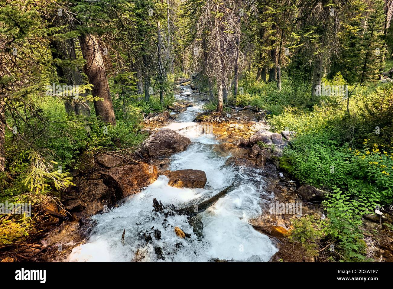 Magnifique Cascade Creek, parc national de Grand Teton, Wyoming, États-Unis Banque D'Images