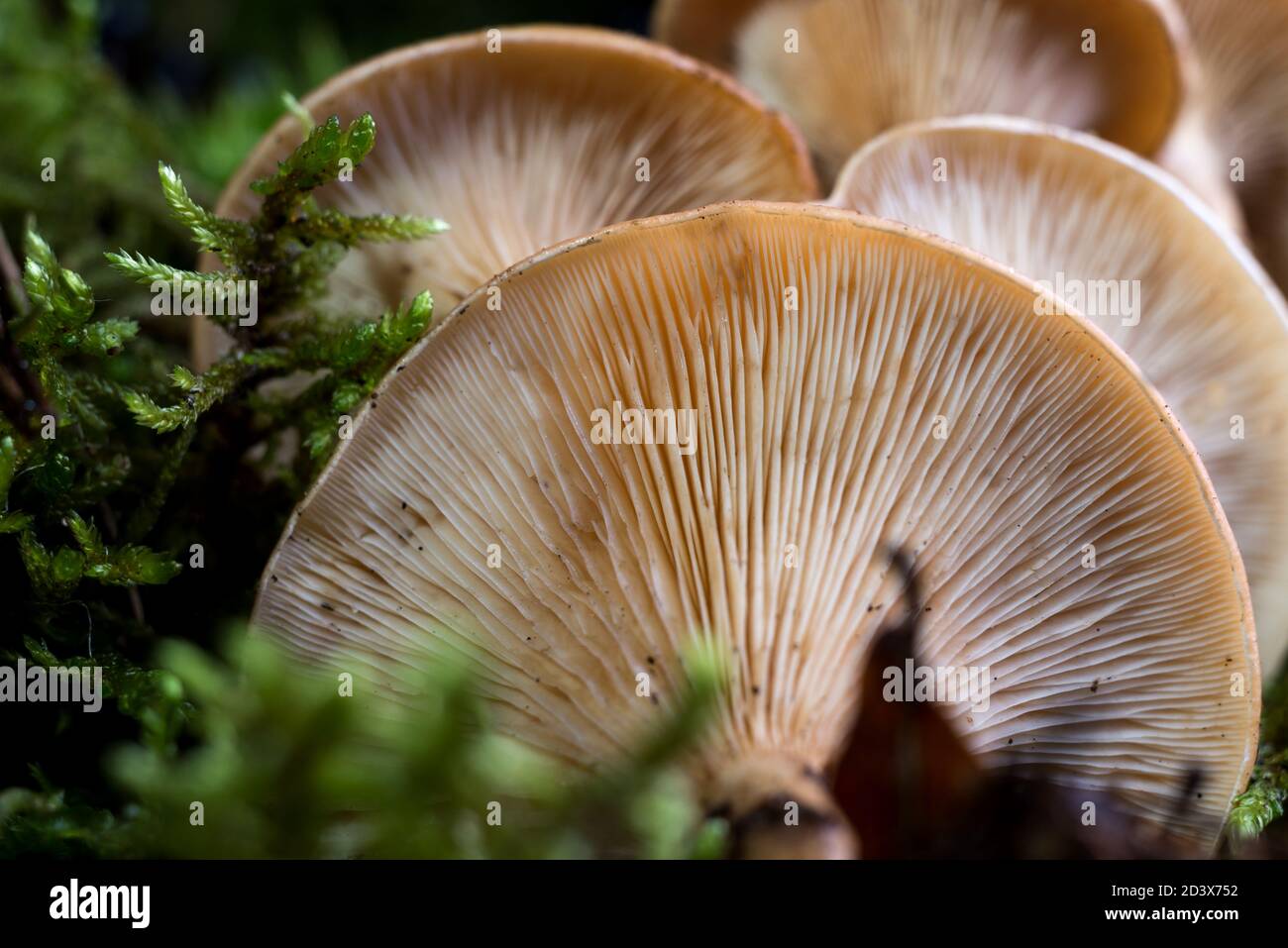 Texture du fond de champignon parmi la mousse verte. Photo macro de texture champignon Banque D'Images