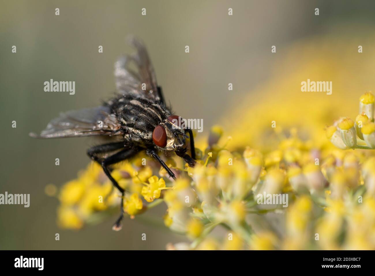 Mouche à chair commune (Sarcophaga carnaria) se nourrissant dans le fenouil (Foenicule vulgare) Banque D'Images