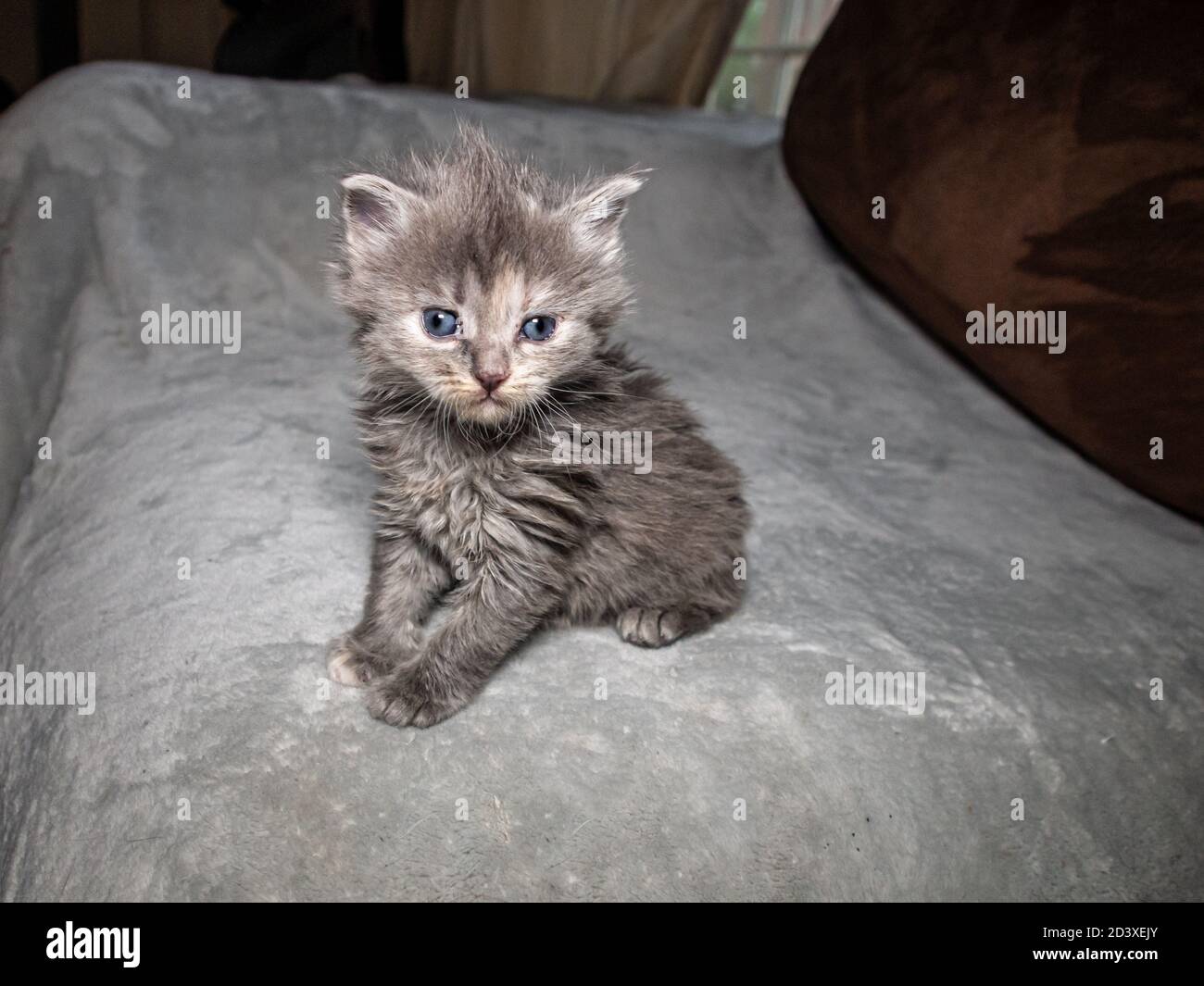 Chat Ecaille De Tortue Diluee Banque De Photographies Et D Images A Haute Resolution Alamy