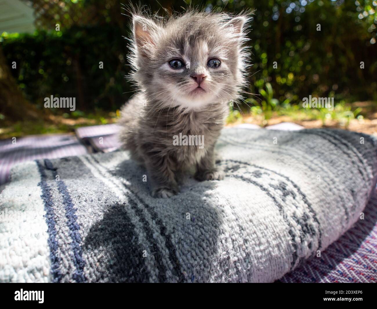Chat Ecaille De Tortue Diluee Banque De Photographies Et D Images A Haute Resolution Alamy