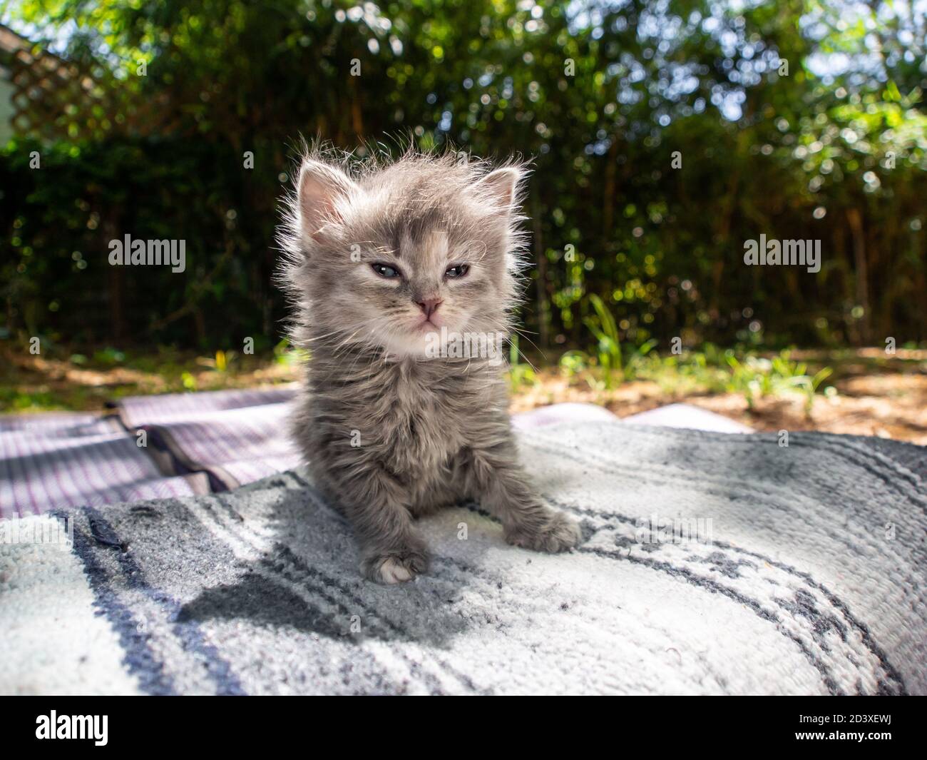Chat Ecaille De Tortue Diluee Banque De Photographies Et D Images A Haute Resolution Alamy