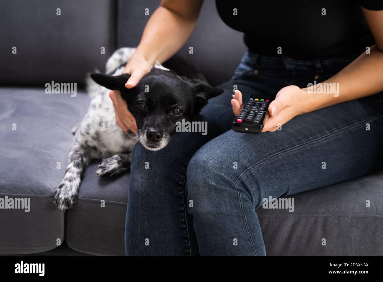 Regarder un film TV à la maison avec un chien d'animal Banque D'Images