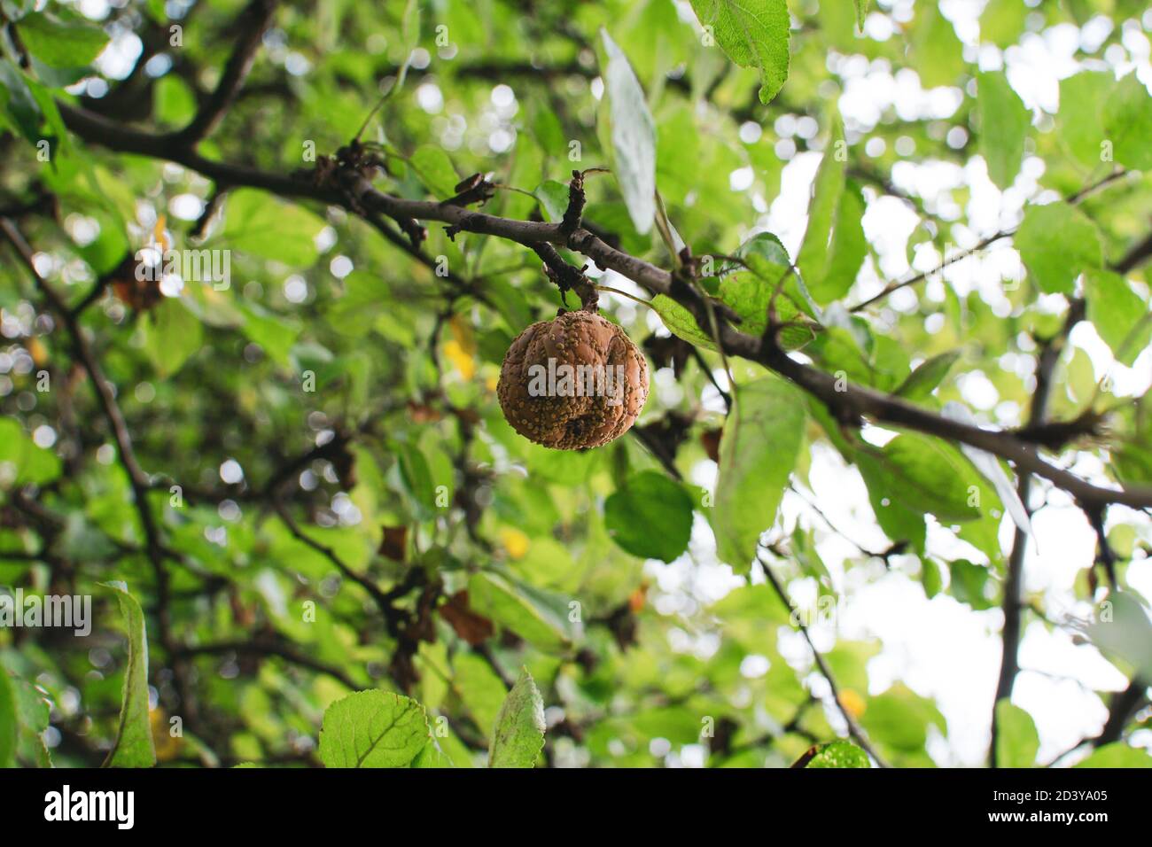 une mauvaise pomme pourrie brune accrochée à une branche Banque D'Images