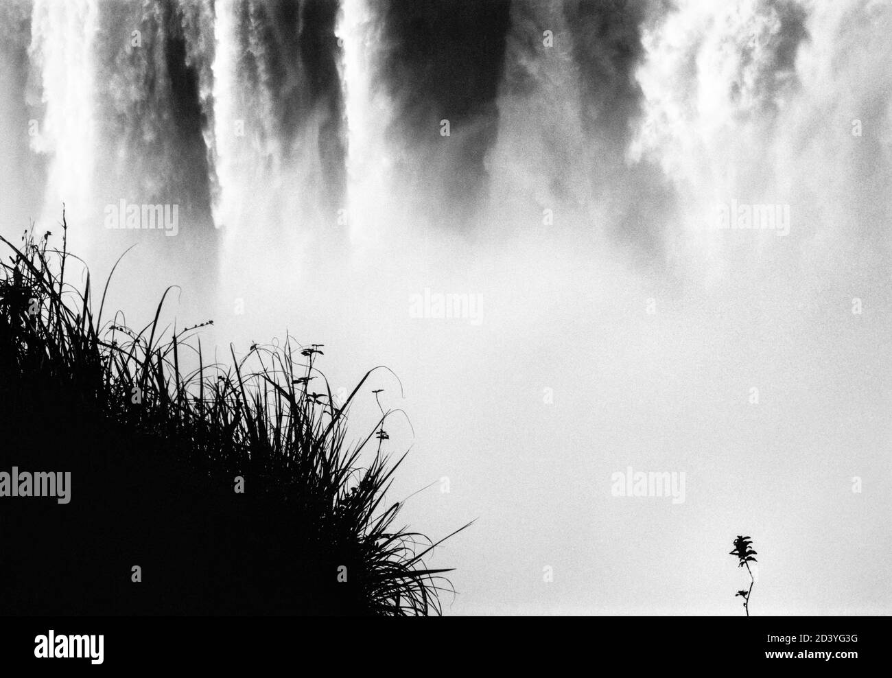La lame solitaire d'herbe et de brousse se dresse contre une imposante cascade à Cataratas de Iguazu, à la frontière entre l'Argentine, le Brésil et le Paraguay Banque D'Images
