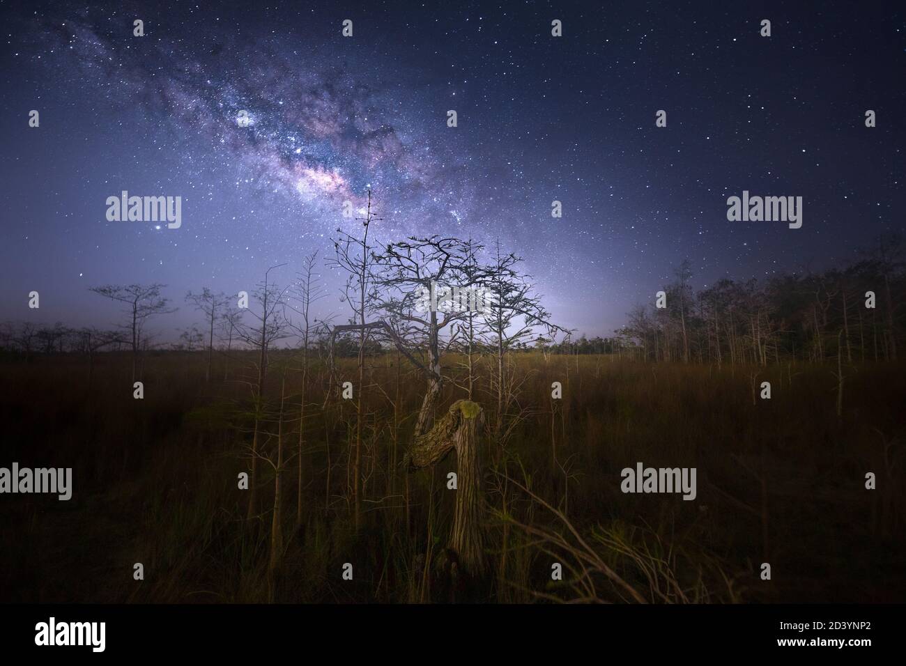 La voie lactée au-dessus de l'arbre Z dans le parc national des Everglades. Des tirages de cette image sont disponibles sur https://mark-andrew-thomas.pixels.com/. Banque D'Images La voie lactée au-dessus de l'arbre Z dans le parc national des Everglades. Des tirages de cette image sont disponibles sur https://mark-andrew-thomas.pixels.com/. Banque D'Images