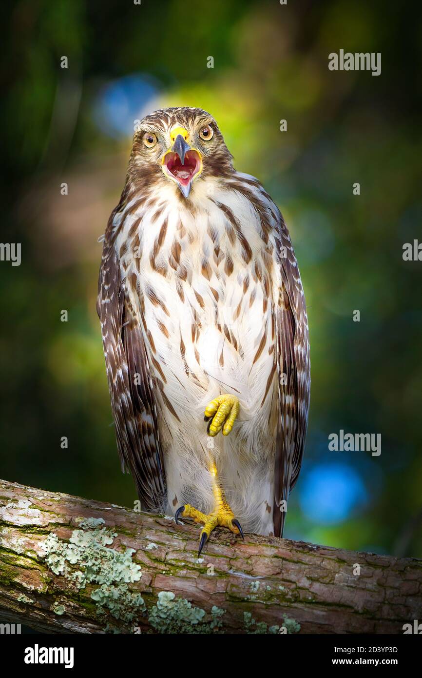 Un Faucon rouge à épaulettes très expressif perche dans un arbre dans les Everglades de Floride. Banque D'Images Un Faucon rouge à épaulettes très expressif perche dans un arbre dans les Everglades de Floride. Banque D'Images