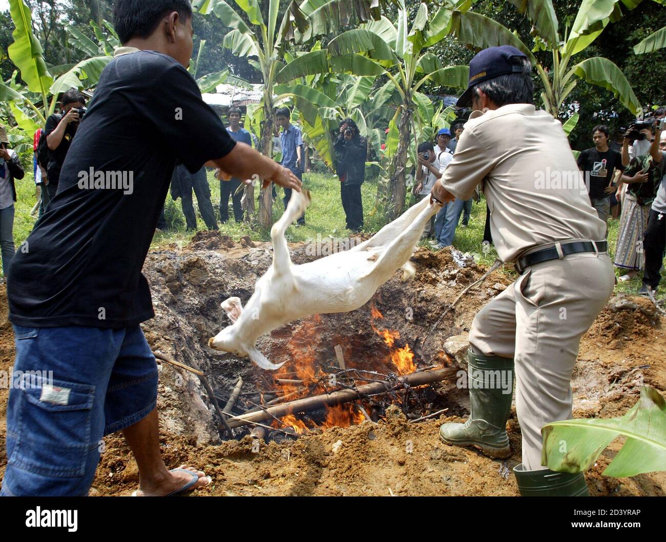 An Indonesian official from the animal husbandry department is helped by a  villager to burn goats infected by Anthrax in West Java. An Indonesian  official (R) from the animal husbandry department is