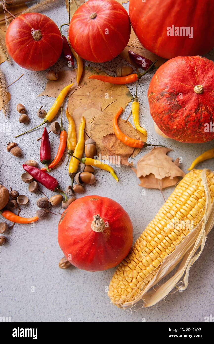 Récolte d'automne pour Thanksgiving. Sur la table se trouvent les citrouilles rouges Hokkaido, le maïs, le jaune chaud, les poivrons rouges. Décoration avec des glands et des feuilles sèches. Nitrate Banque D'Images