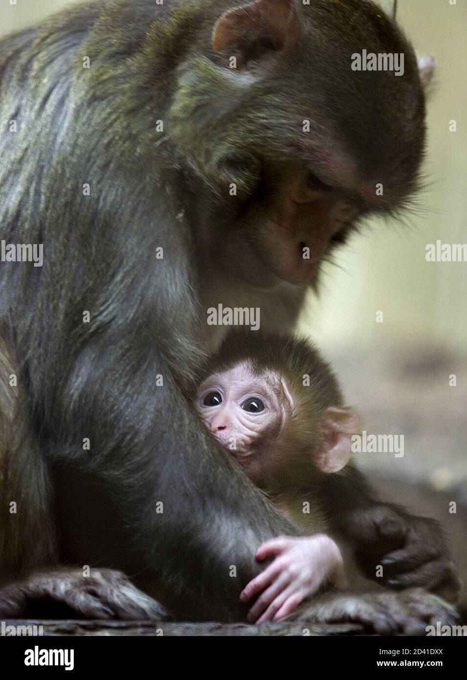 Un Bebe Macaco Est Calin Par Ses Jours Meres Apres Sa Naissance Au Zoo De Sofia Le 18 Avril 03 Le Nombre D Animaux Au Zoo A Caisse Est En Baisse Constante Au Cours