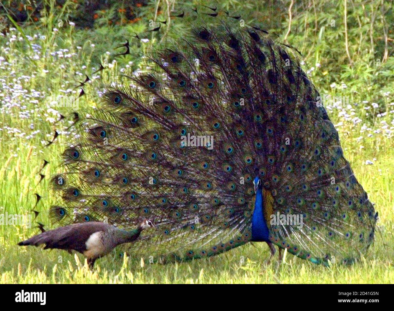 A peacock displays its colourful plummage to impress a nearby peahen in a park in New Delhi April 3, 2004. The Peacock, which is India's national bird, is part of the livestock of Indian parks and gardens. The hunting of peacocks is banned in India. REUTERS/Kamal Kishore AH/SH Banque D'Images