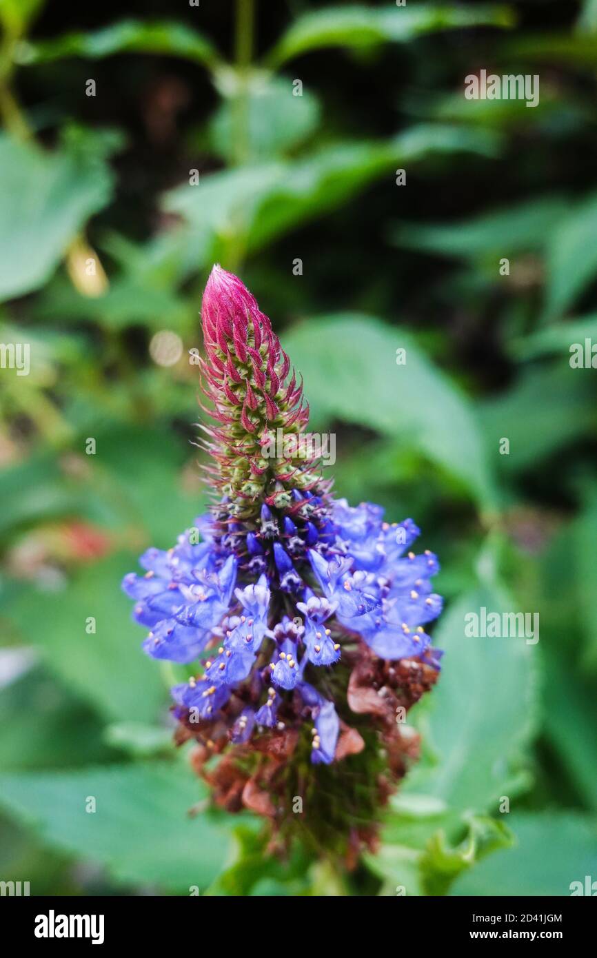 Blue Hat sorcières (Pycnostachys urticifolia) close up en poussant dans le sud de la Californie USA Banque D'Images