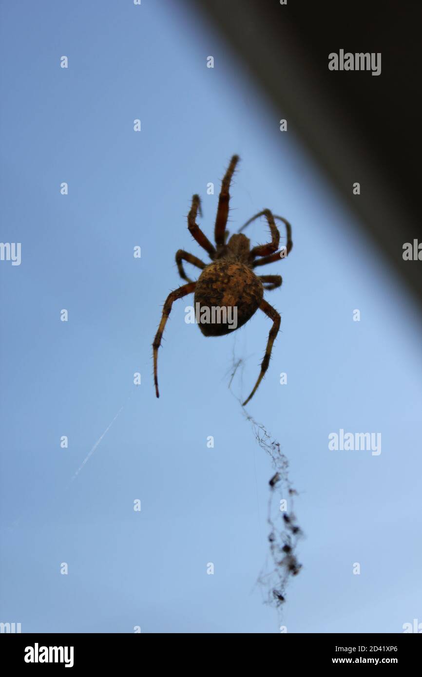 Araignee De Tisserand Couronnee D Orbe Banque D Image Et Photos Page 5 Alamy