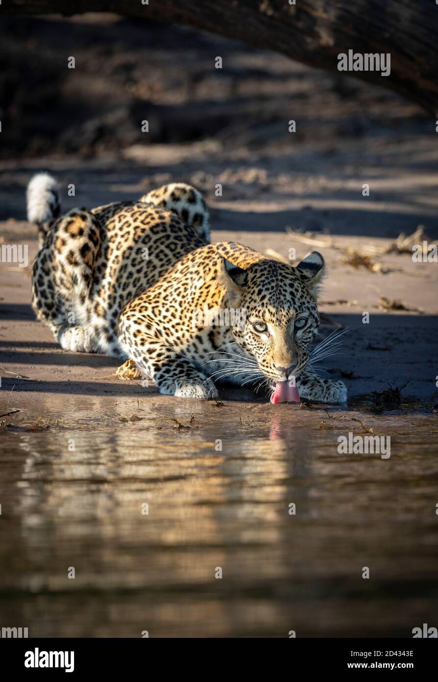 Portrait vertical d'un léopard adulte s'accroupant au bord De l'eau potable dans la rivière Chobe au Botswana Banque D'Images