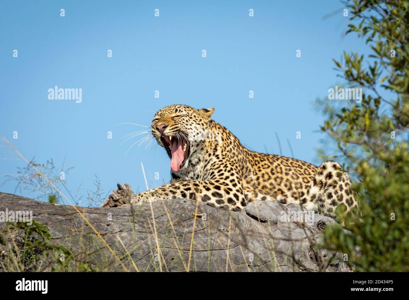 Portrait horizontal d'un bâillement de léopard dans le parc Kruger Afrique du Sud Banque D'Images