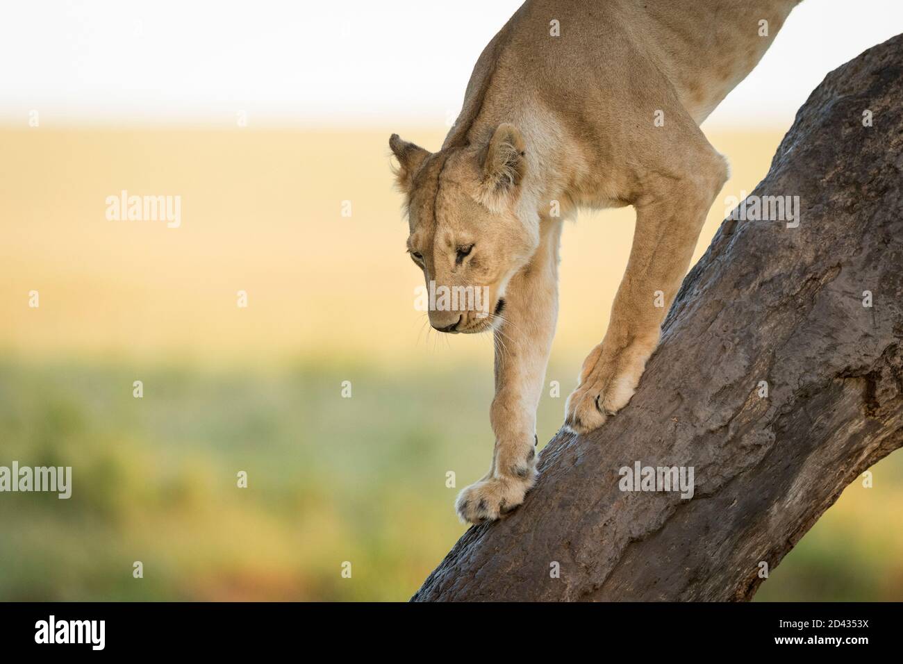 Portrait horizontal d'une lionne marchant le long d'un arbre dans Masai Mara au Kenya Banque D'Images