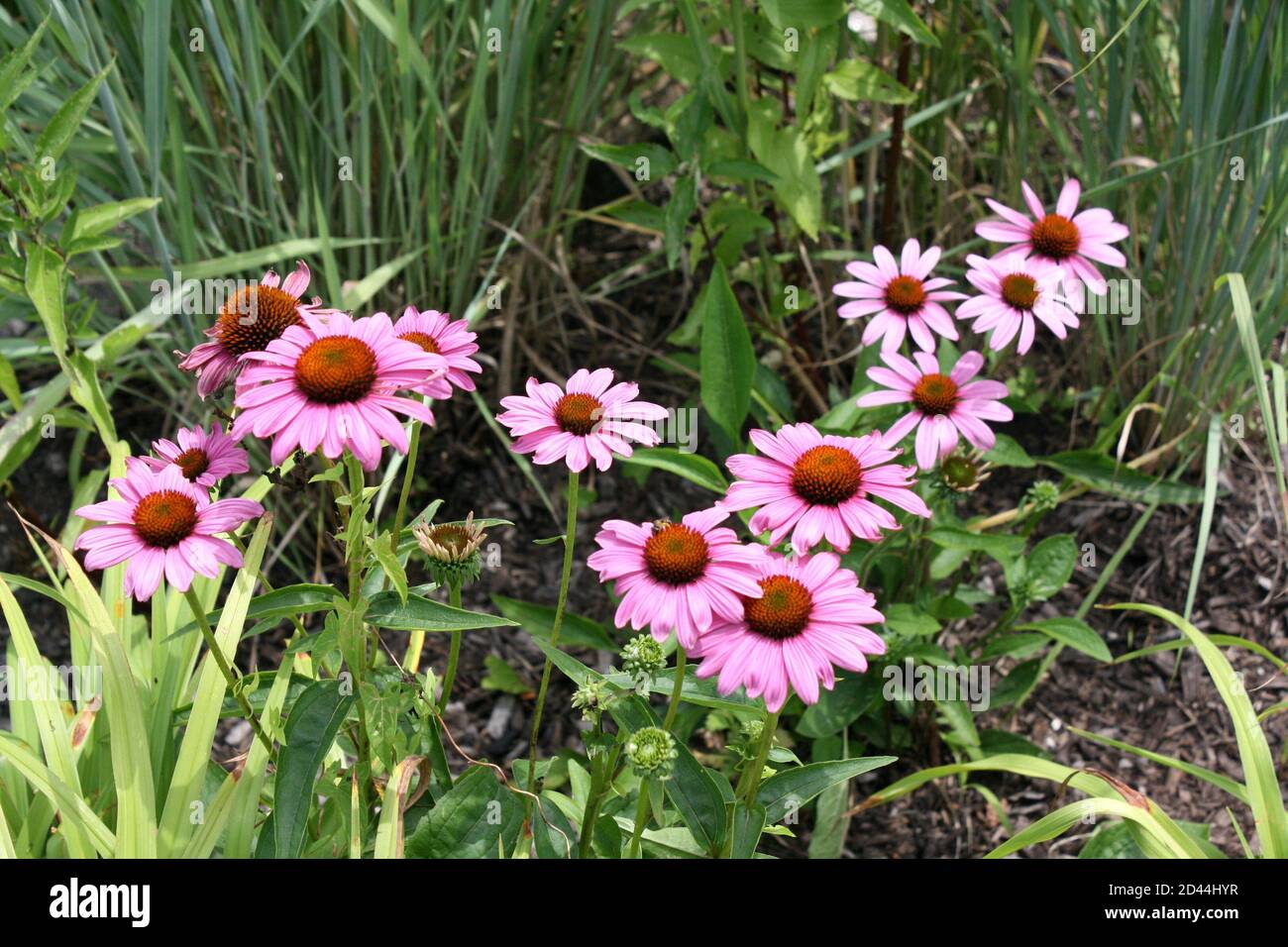 Gros plan de fleurs colorées dans le quartier Riverfront de Wilmington, Delaware Banque D'Images