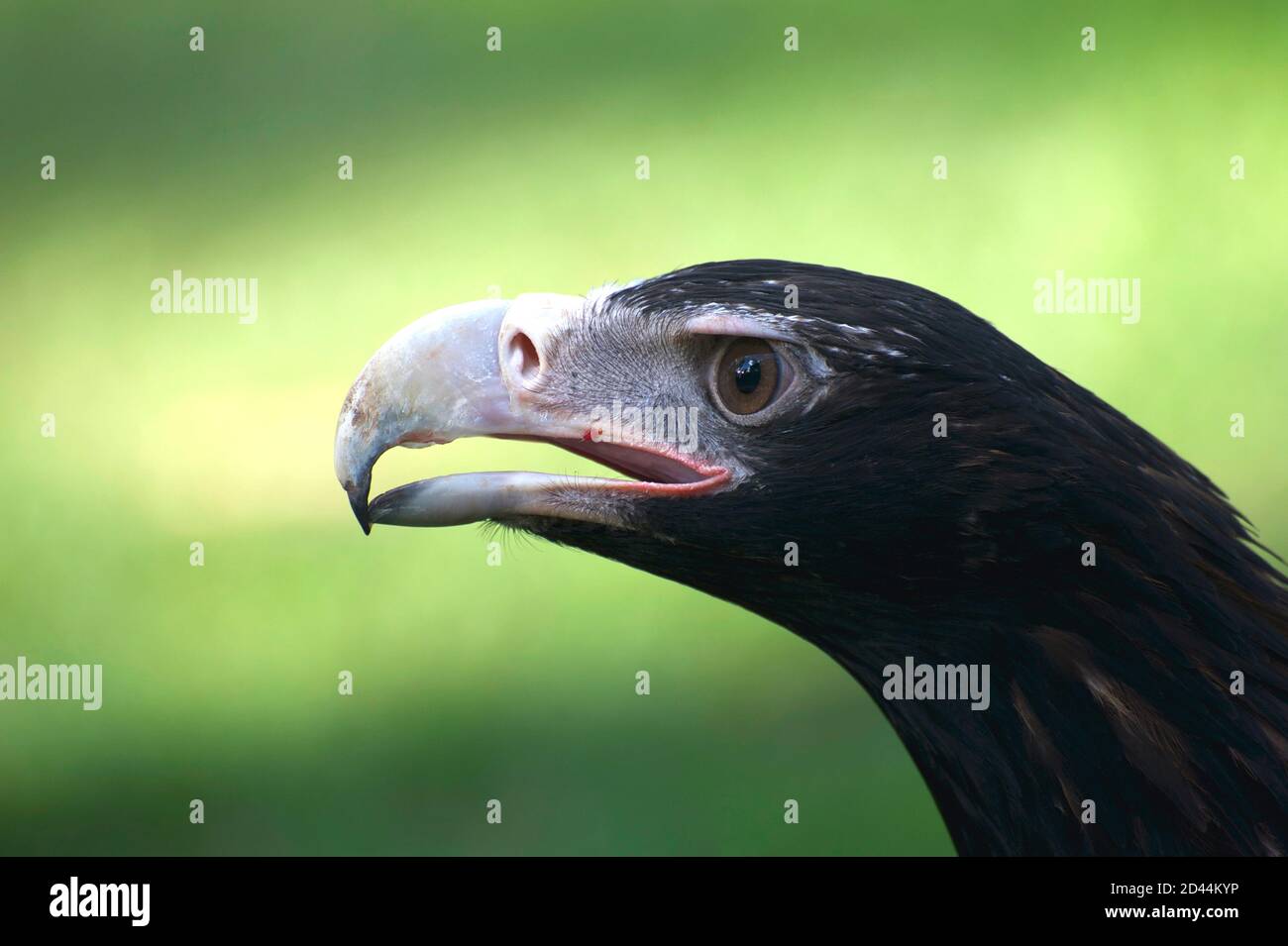 Un portrait de Wedge Tail Eagle en gros plan - bec déchirant la viande et œil vif sur l'exposition dans le Flight Arena au sanctuaire de Healesville à Victoria, en Australie. Banque D'Images