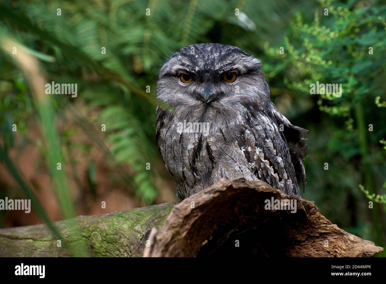 Une gueule de grenouille tawny éveille et alerte à la lumière du jour - et me regardant approcher avec mon appareil photo! Trouvé dans la réserve de Mullum Mullum Creek près de ma maison. Banque D'Images