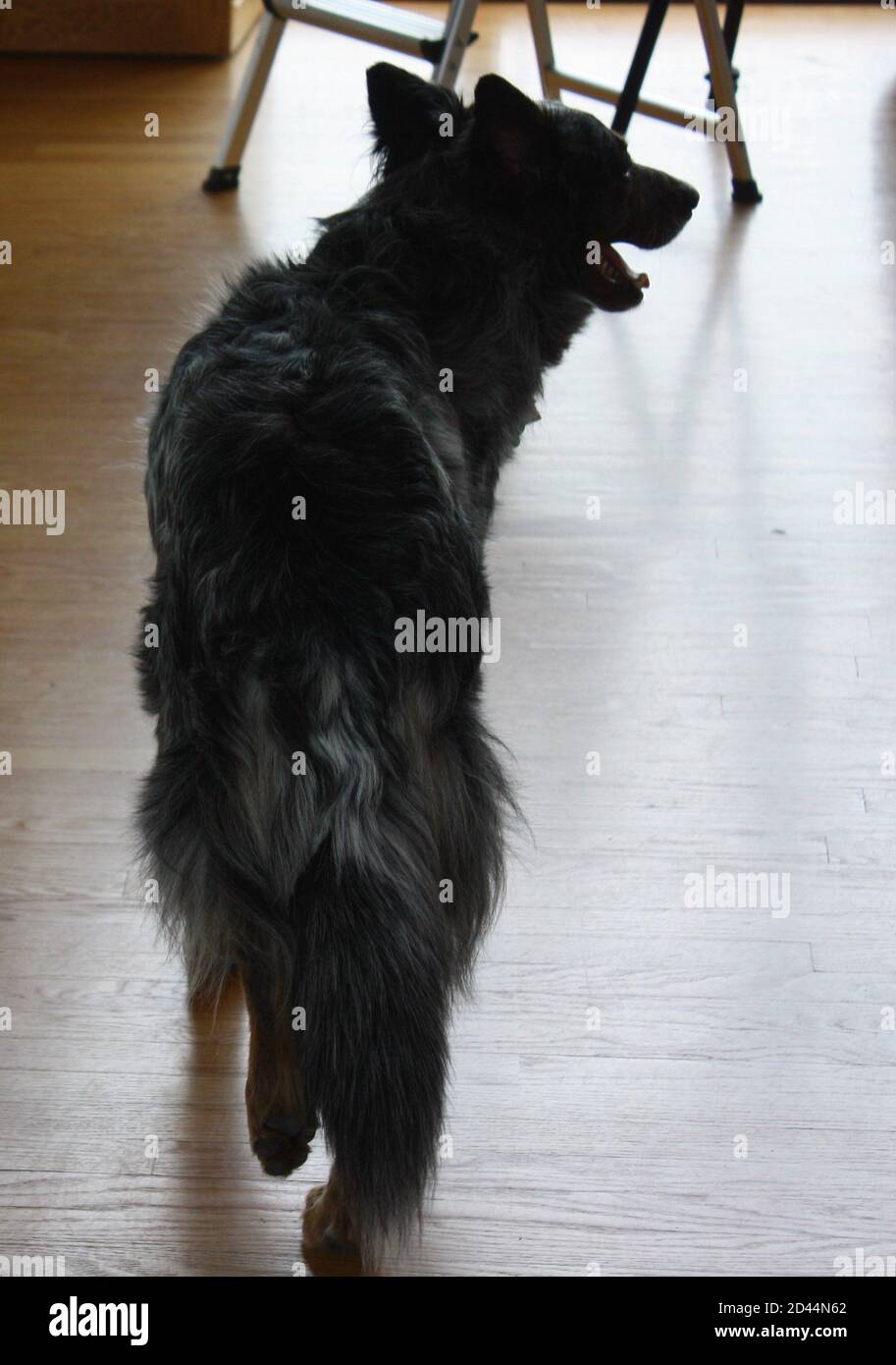 Gros plan de la vue arrière d'un chien de bétail australien bleu Banque D'Images
