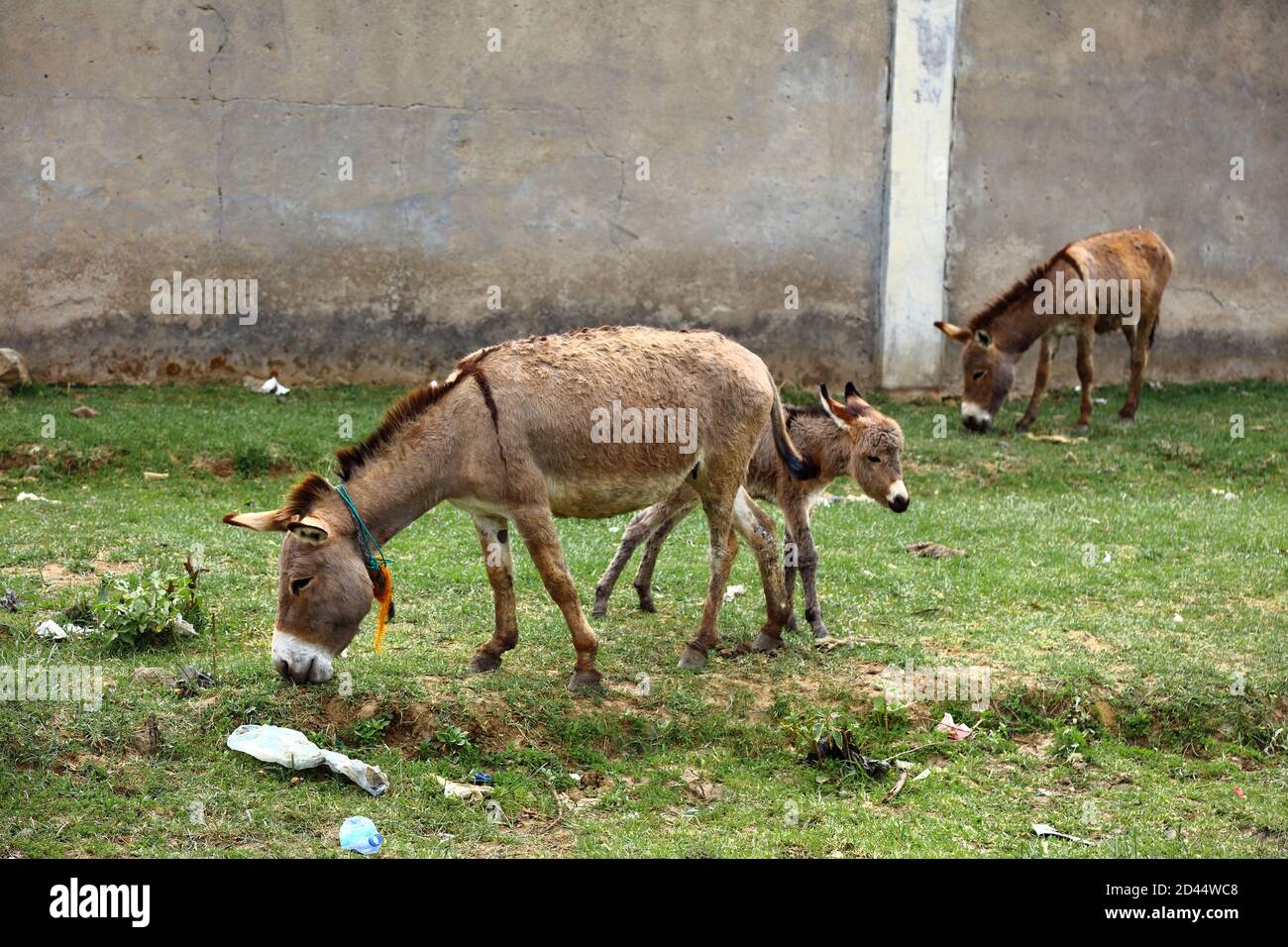 Un jeune âne fourre pour la nourriture avec ses parents sur un petit champ herbeux rempli de litière devant un mur en béton, près de Debre Birhan, en Éthiopie. Banque D'Images